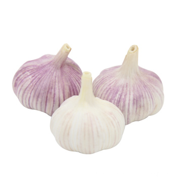 Chinese fresh red garlic normal white garlic export price